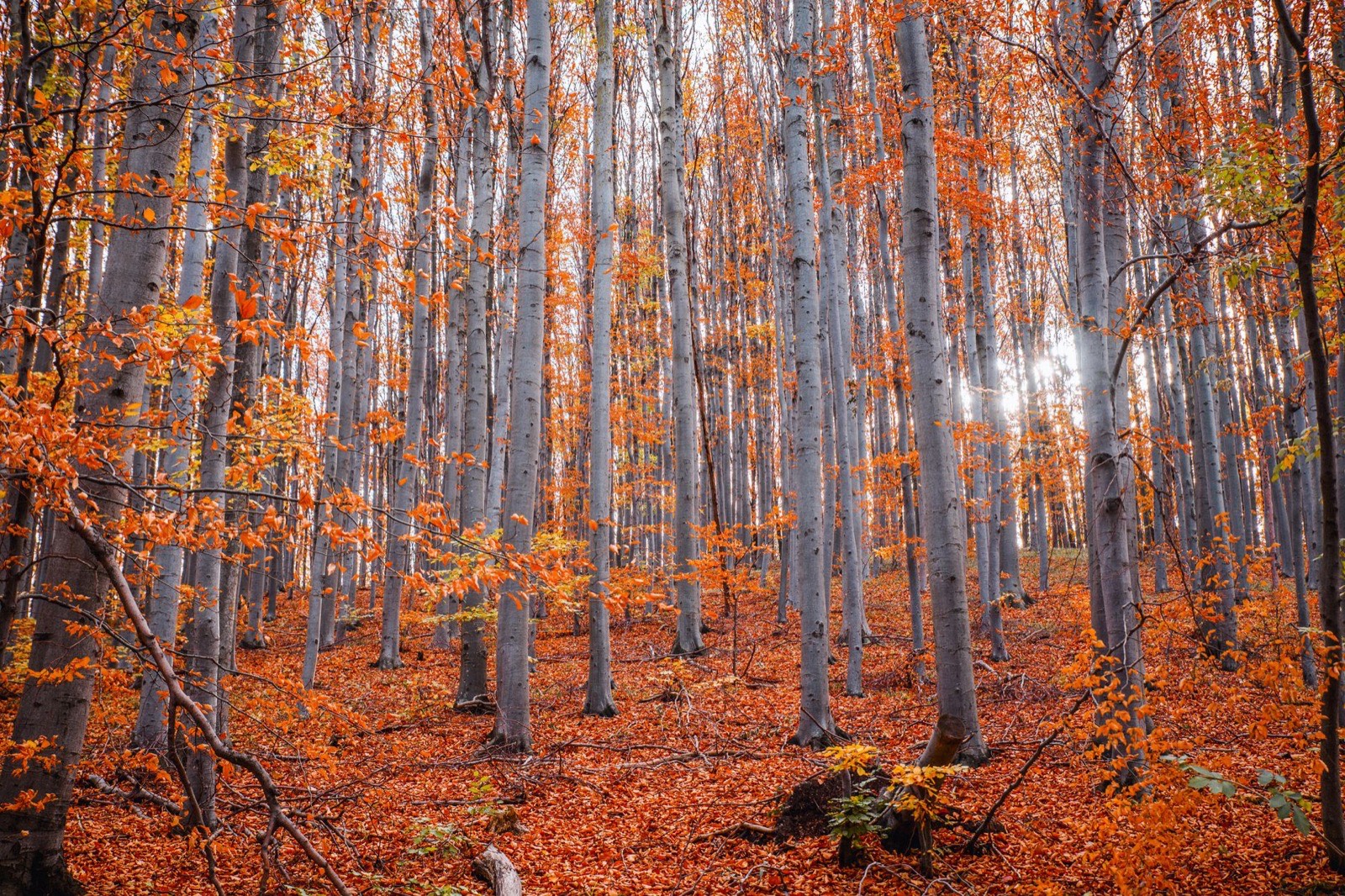 Tall smooth beech trunks in an autumn wood with orange leaf litter underfoot