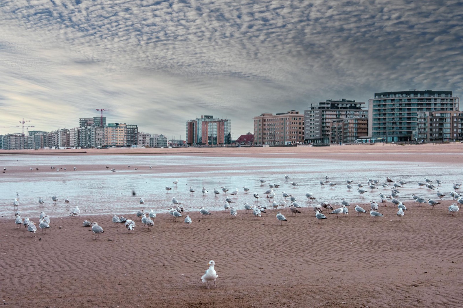 Gulls on a wide flat beach at low tide with a line of seafront apartment blocks behind