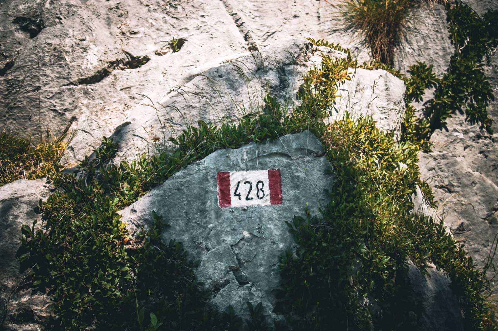 A red and white painted trail blaze numbered 428 on a limestone rock among low scrub