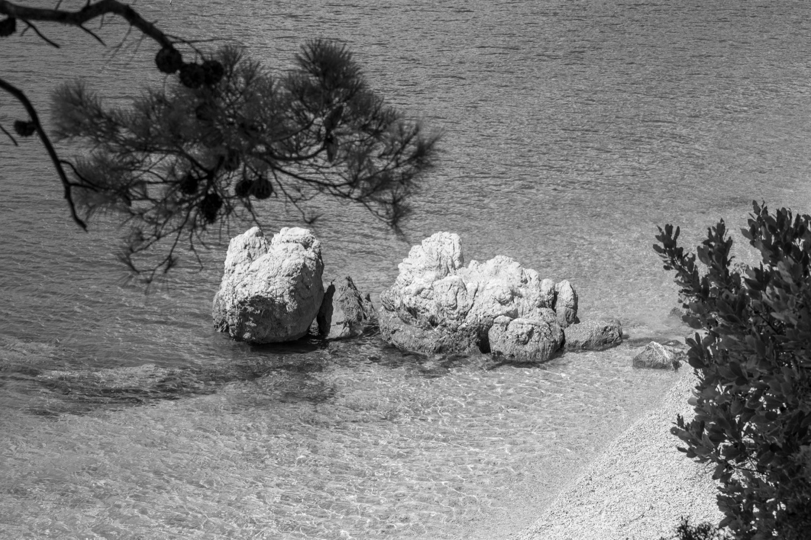 A black and white view of pale rocks standing in shallow clear water below a pine branch