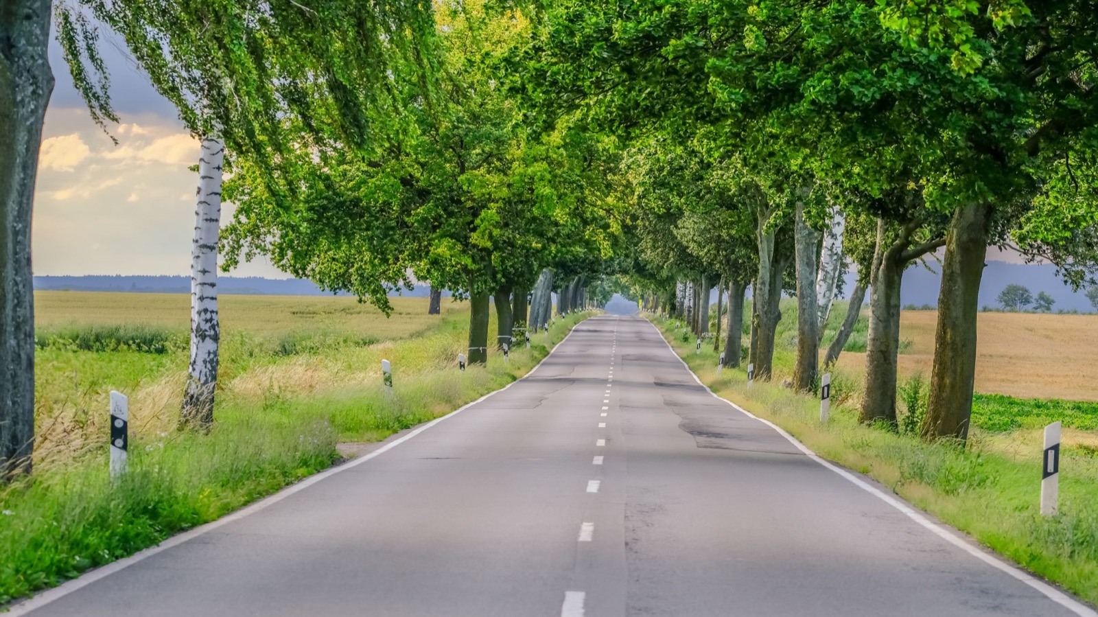 A straight two-lane road running under a green avenue of trees between open fields
