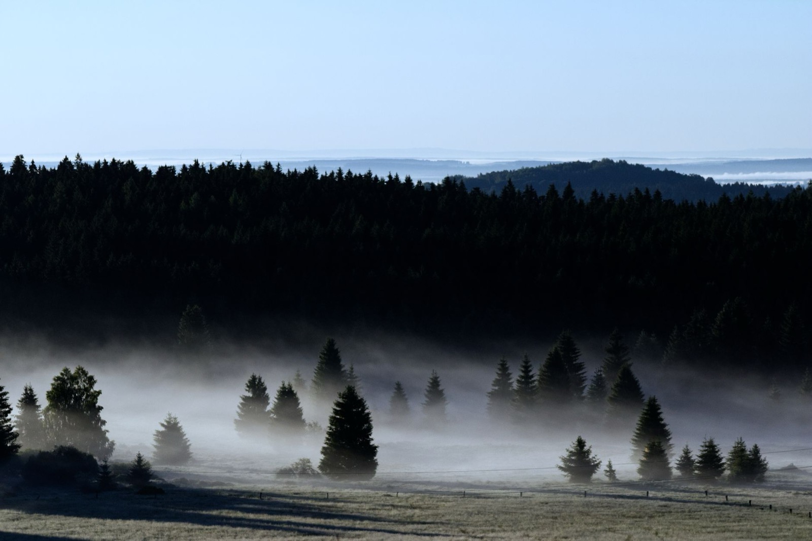 Mist lying between spruce trees in a meadow below a dark forested ridge at dawn