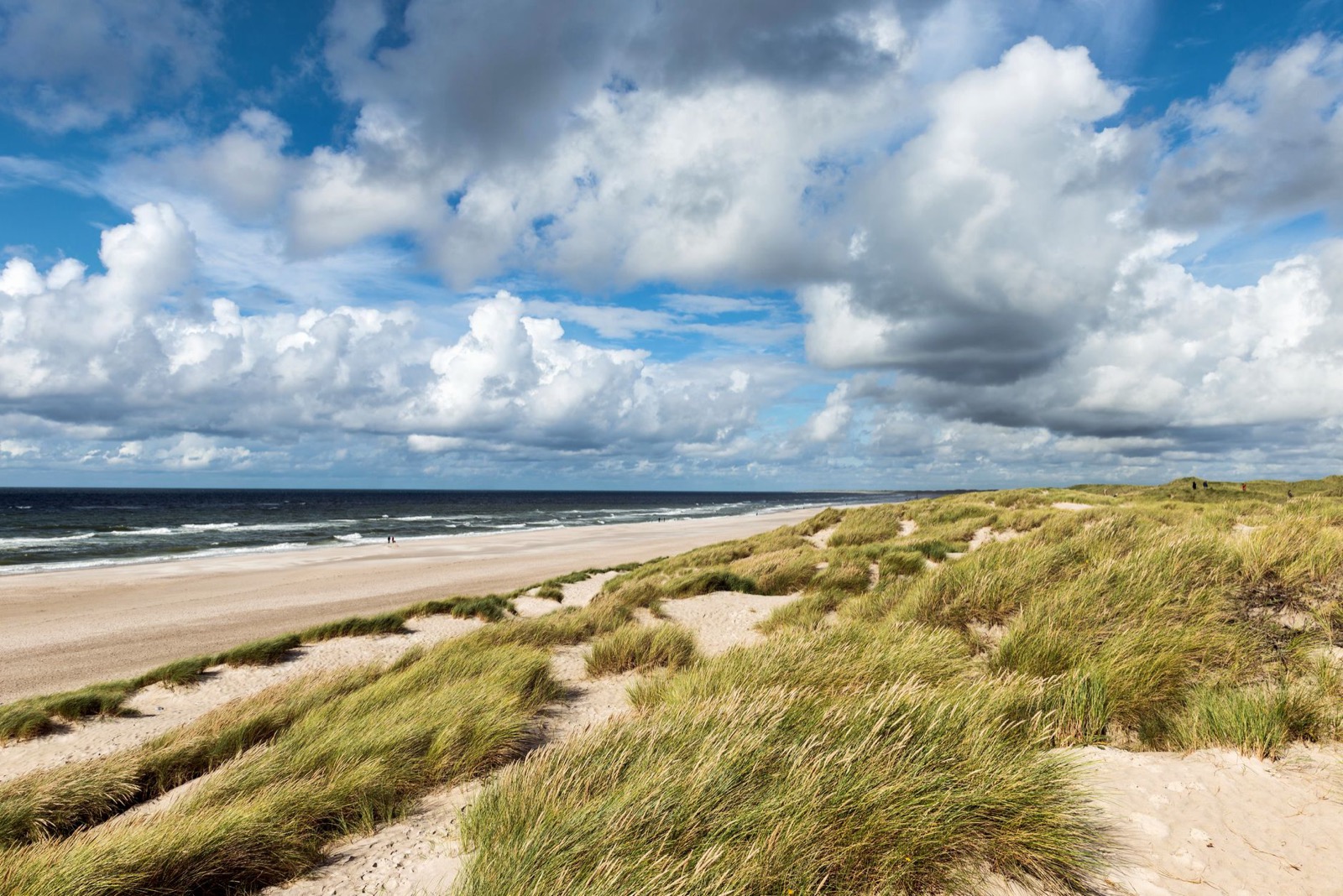 Marram grass on low dunes above a wide empty sand beach under towering cumulus