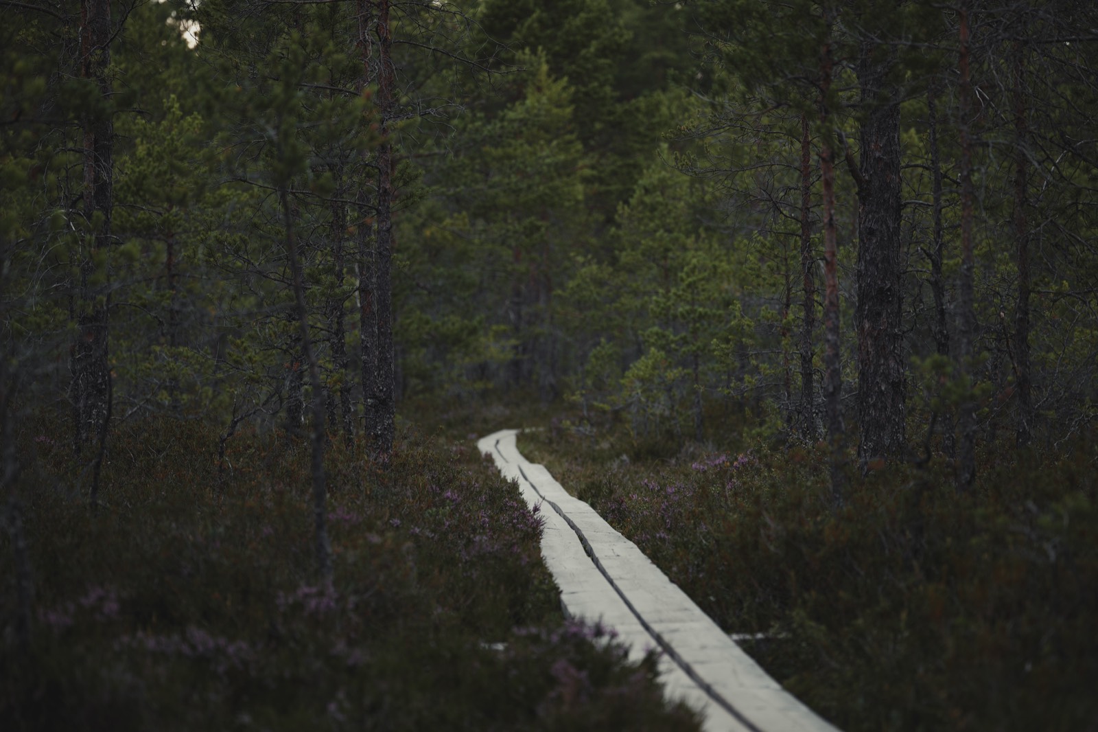 A narrow wooden boardwalk winding away through low pines and heather