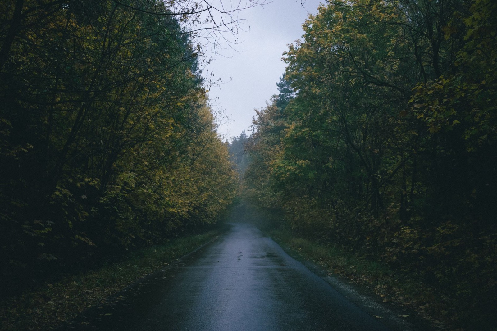 A narrow wet road running into dark autumn woods under a pale sky