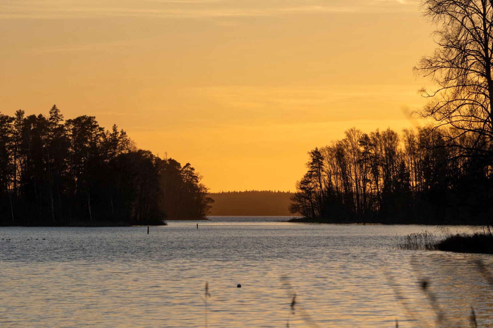A still Finnish lake fringed with pine forest under a low summer sun
