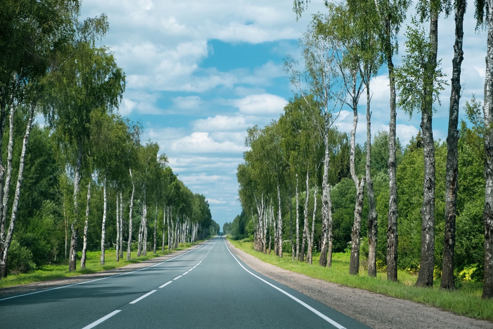 An empty road running between tall birches under a blue summer sky