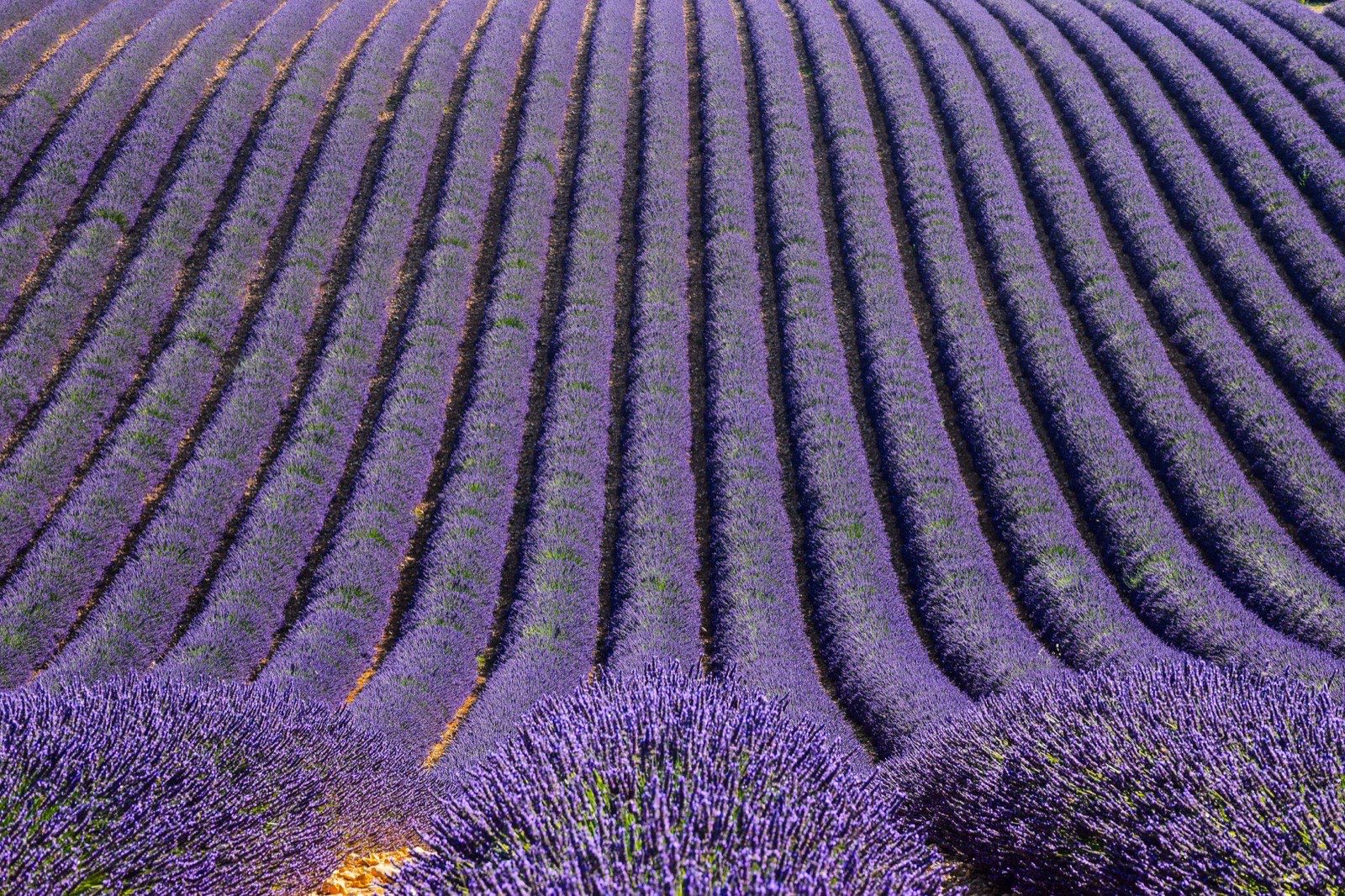 Rows of lavender across a field in Provence