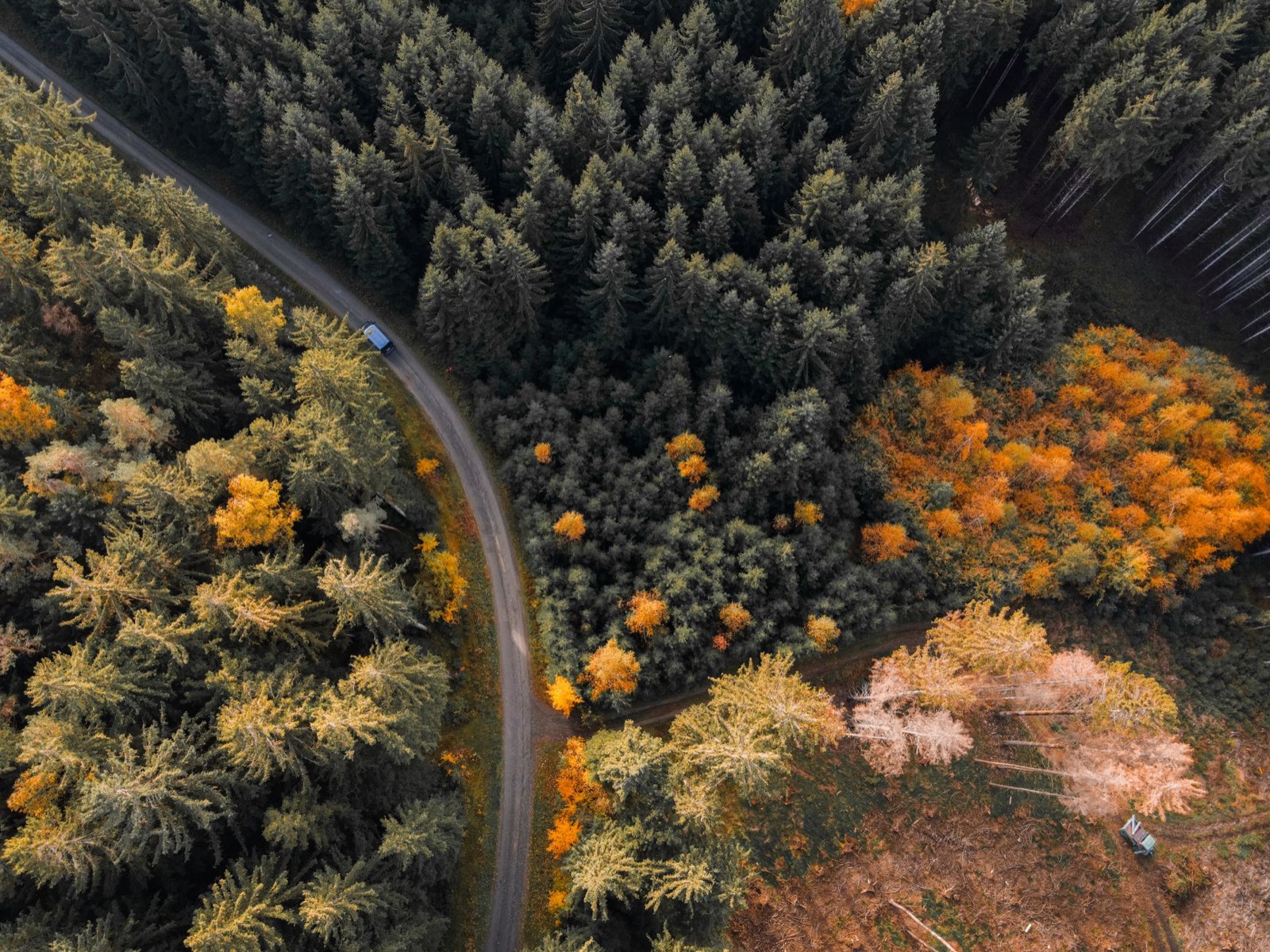 A forest road seen straight down from above, curving between dark conifers and patches of orange autumn trees