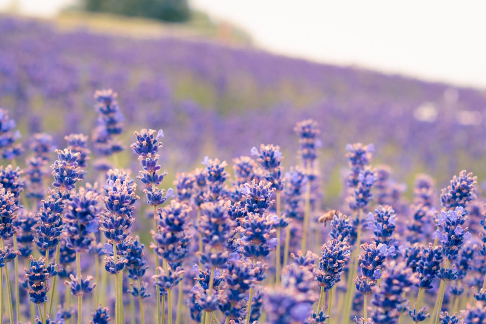 Lavender in flower filling the frame, with a bee working one of the stems