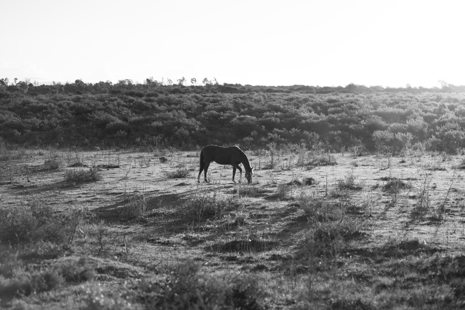 A black and white view of a horse grazing on dry open grassland below a scrub-covered rise