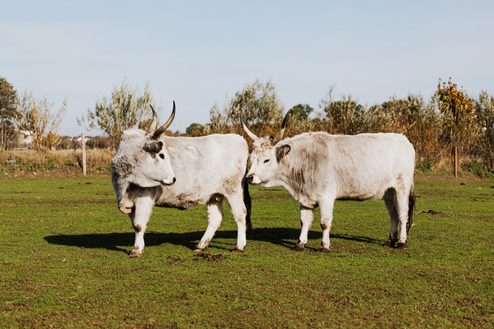 Two grey long-horned cattle standing in a green pasture with scrub and trees behind