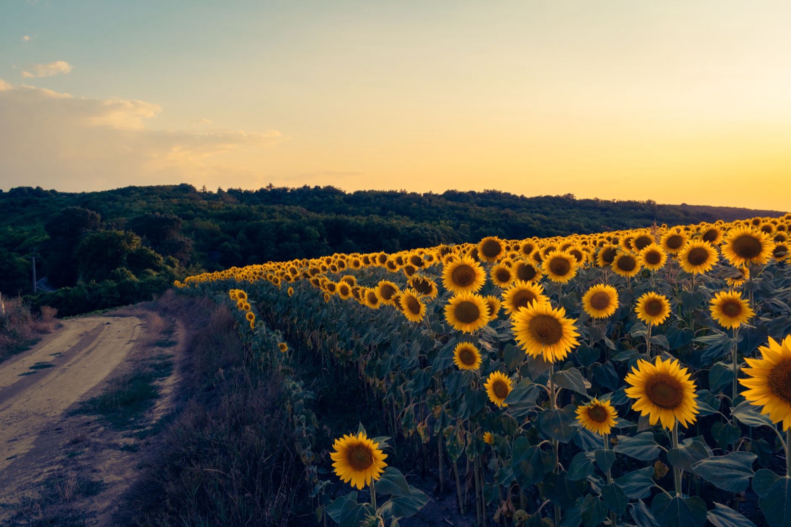 A dirt track running along the edge of a sunflower field at sunset