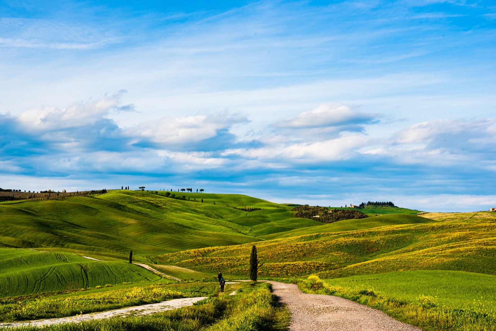 A gravel track winding between green rolling hills under a high blue sky, a lone cypress and a walker beside it