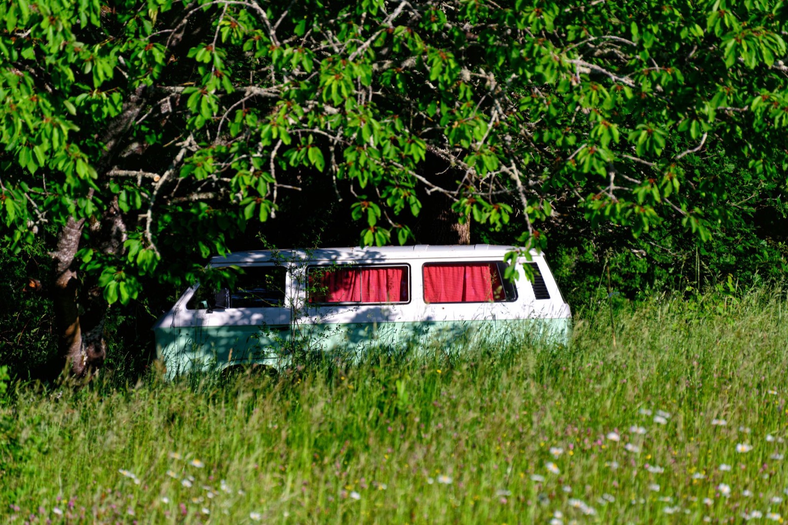 An old camper van with red curtains parked in long grass under a cherry tree