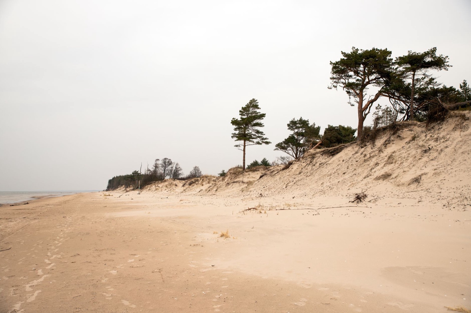 Pines leaning off an eroded dune above a wide empty sand beach