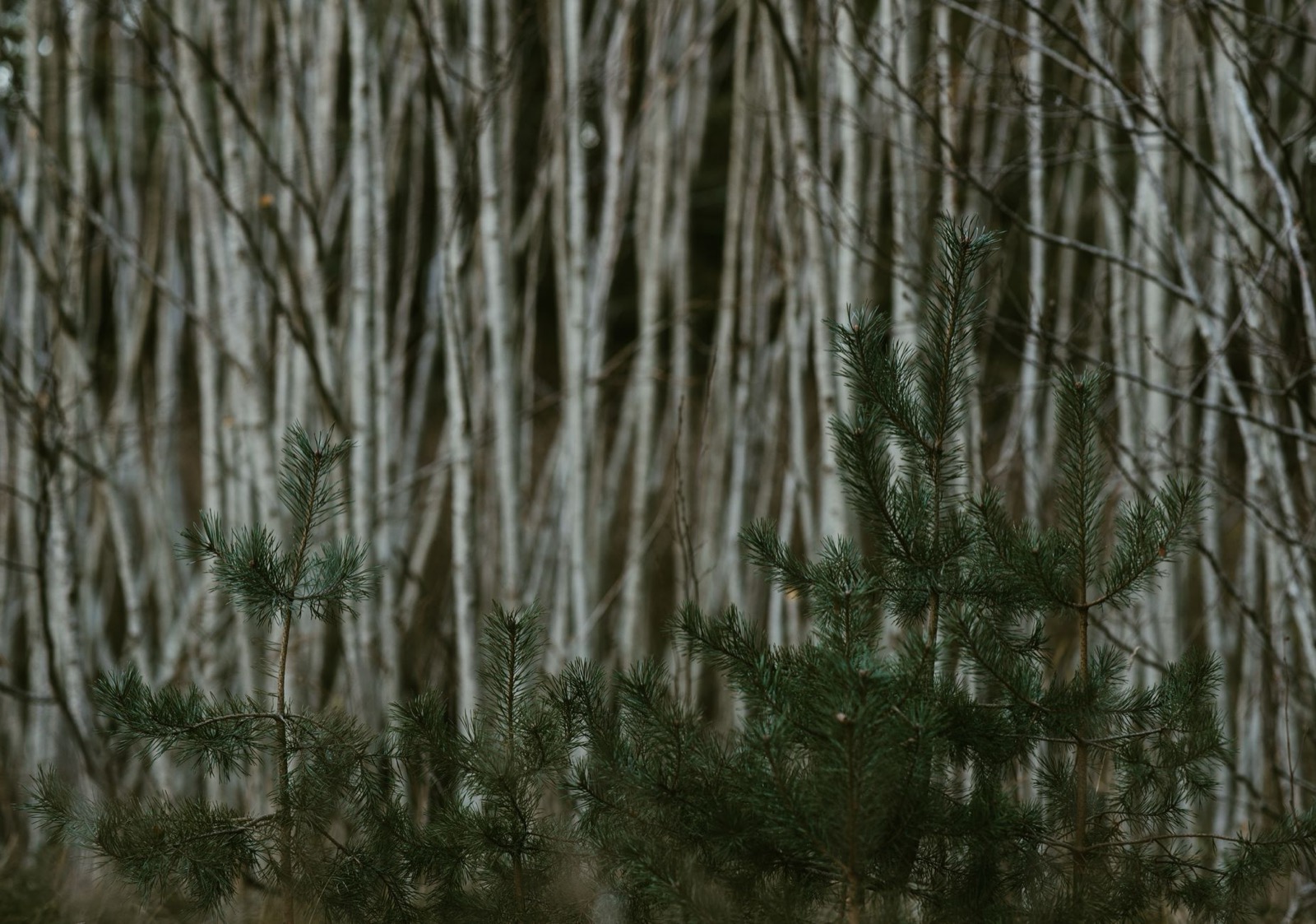 Young pine saplings standing in front of a dense stand of bare birch trunks