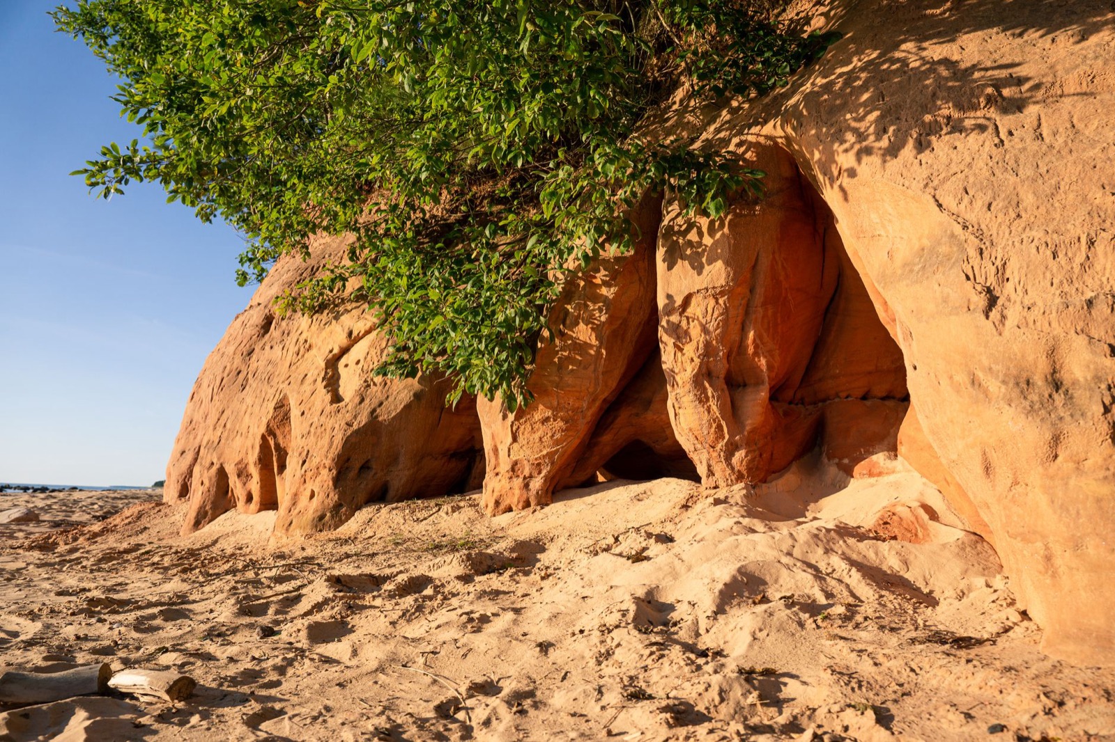A red sandstone cliff undercut with hollows above pale sand, a green tree overhanging