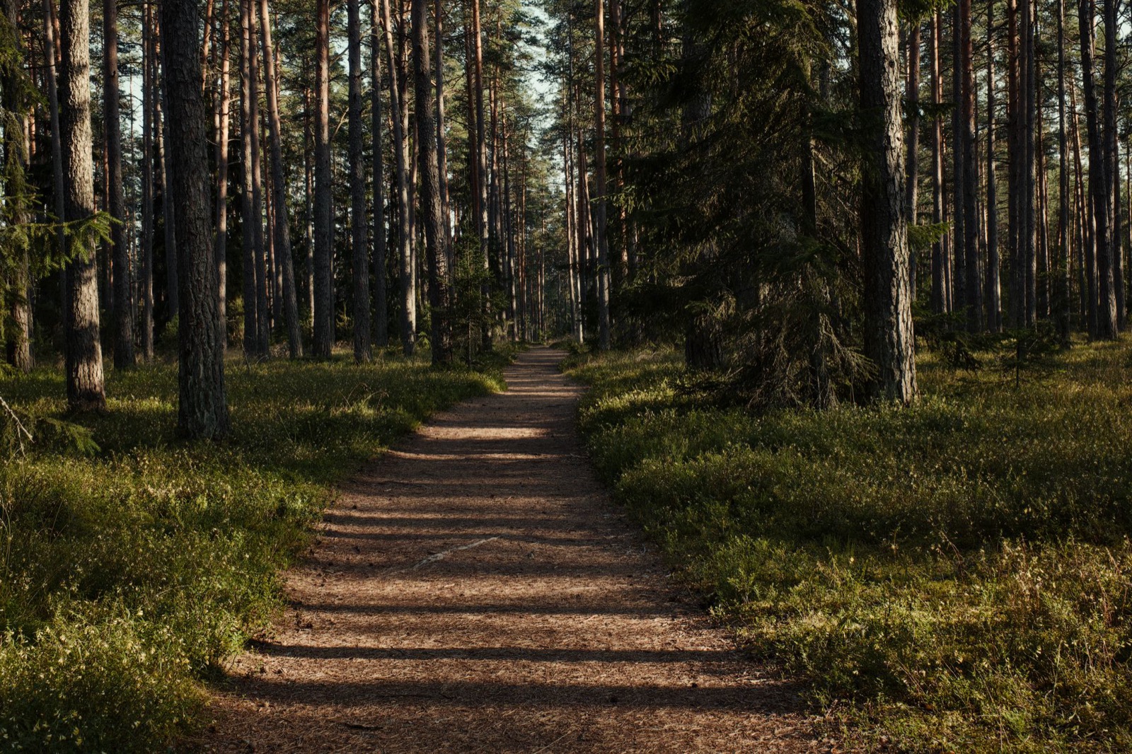 Sunlight across a sandy path running through tall pines and bilberry