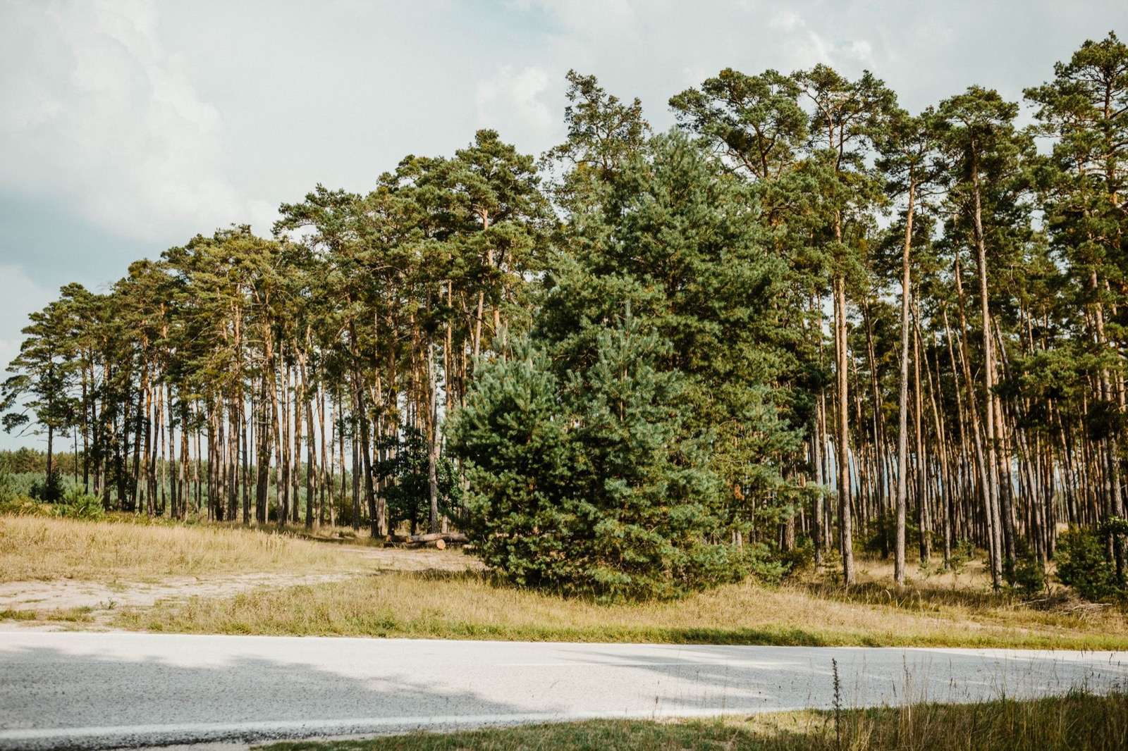 A wall of tall pines standing along the verge of an empty road