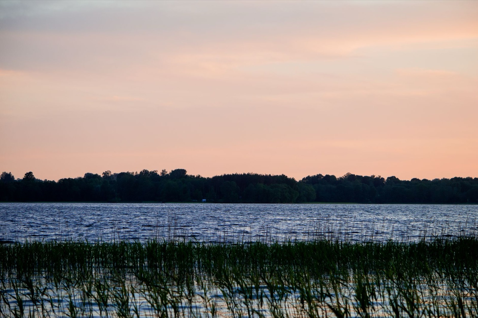 Reeds in the shallows of a wide lake, a dark forest shore under a pink dusk sky