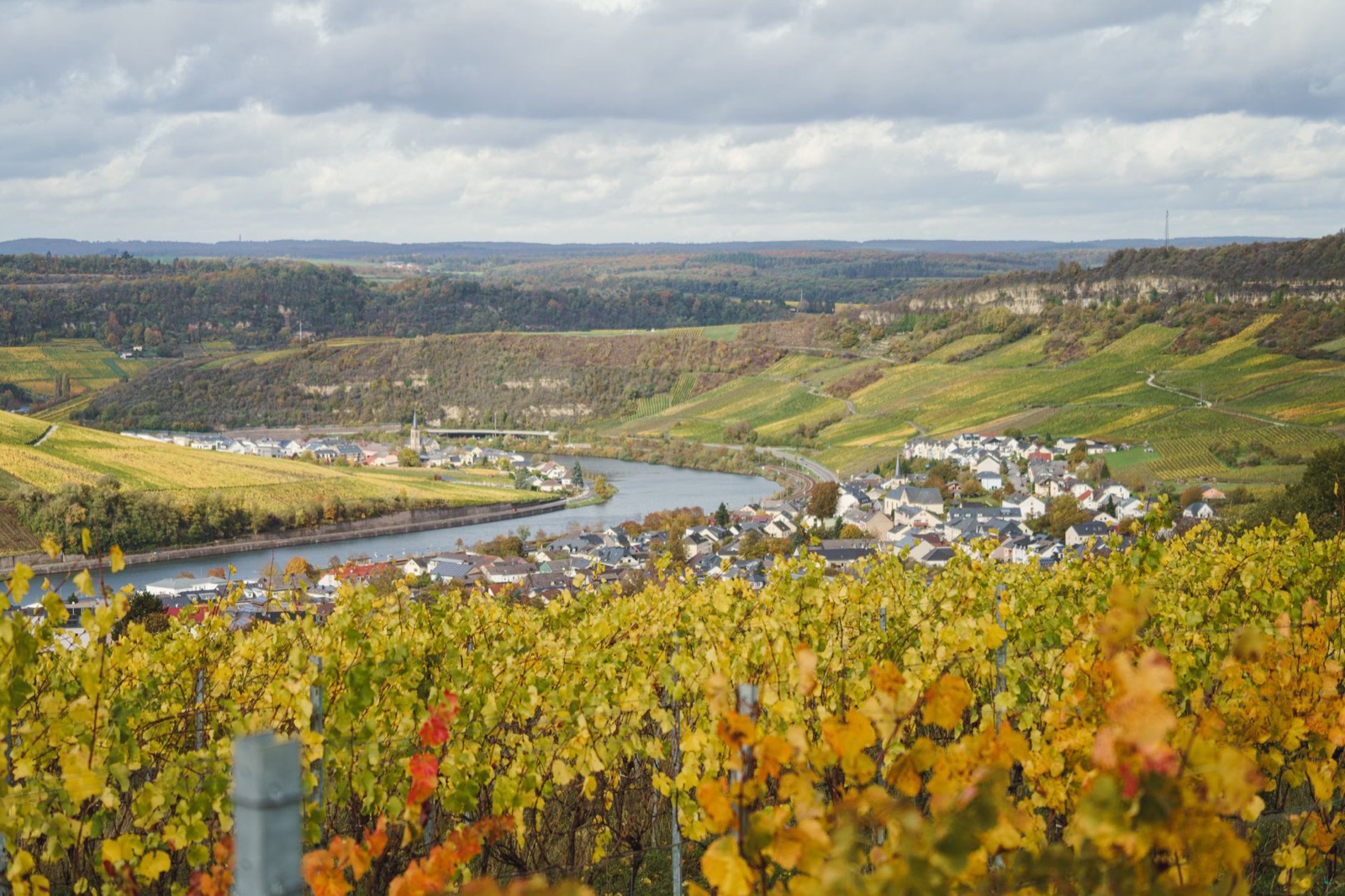 Terraced vineyards falling to the Moselle river in autumn colour