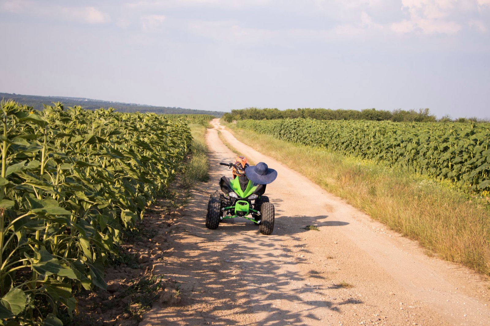 A green quad bike on a dirt track running between two fields of sunflowers