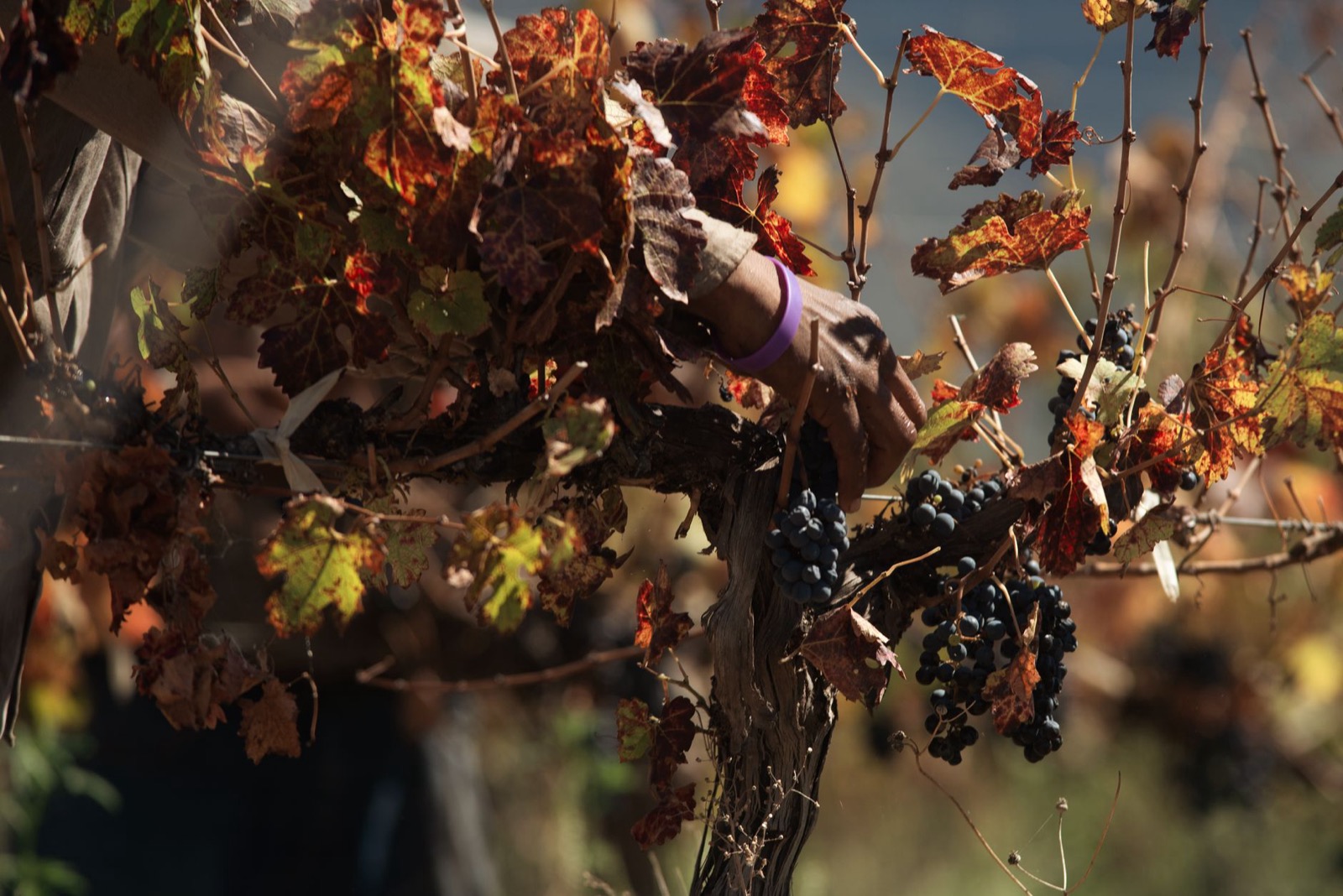A hand reaching for a bunch of dark grapes among autumn coloured vine leaves