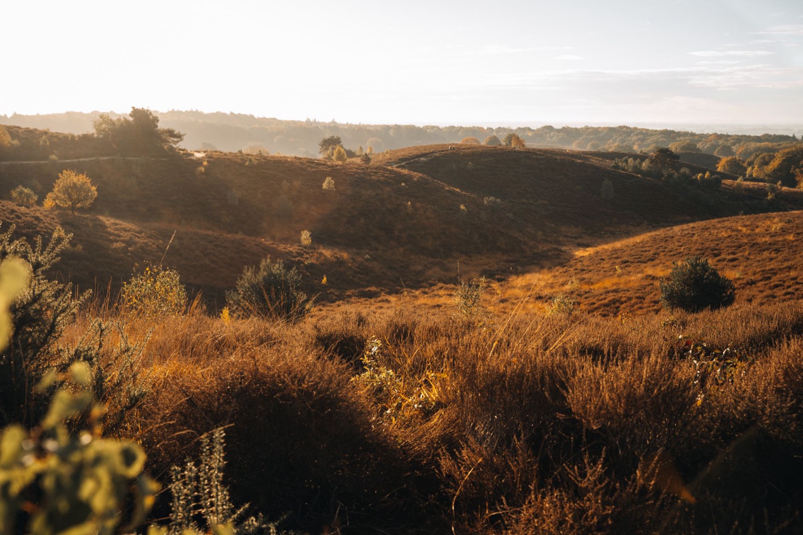 Rolling heathland glowing brown at sunrise, with scattered scrub and low wooded ridges