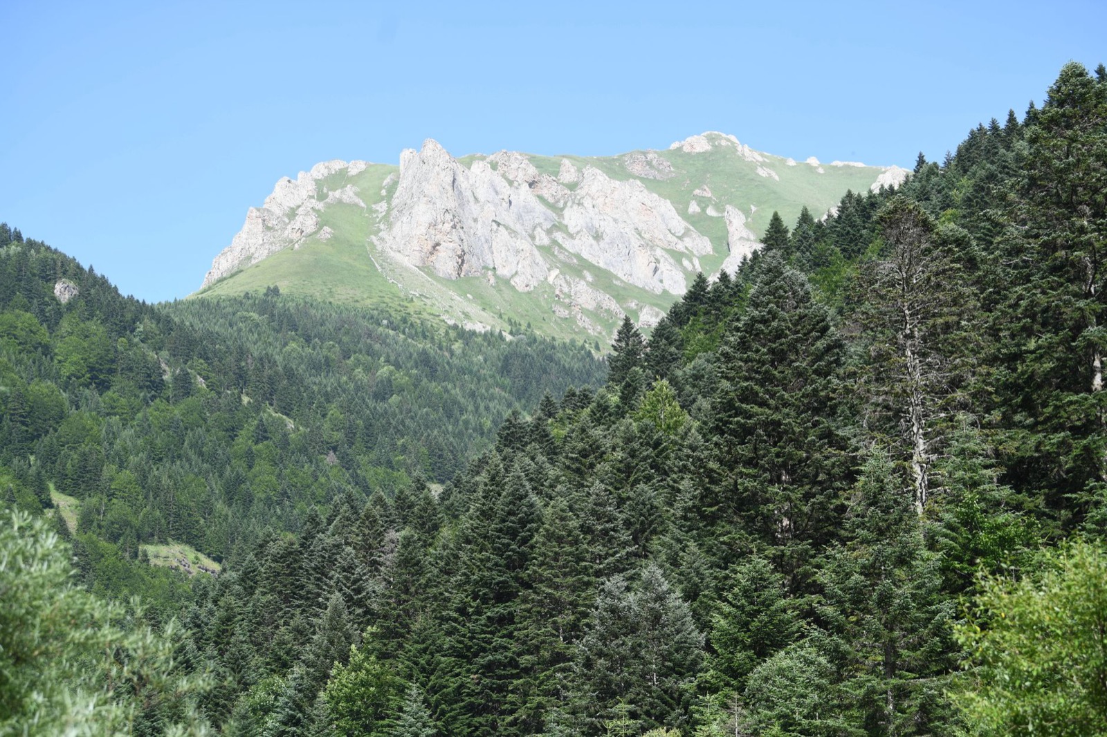 Dense conifer forest rising to a jagged limestone crest under a clear sky