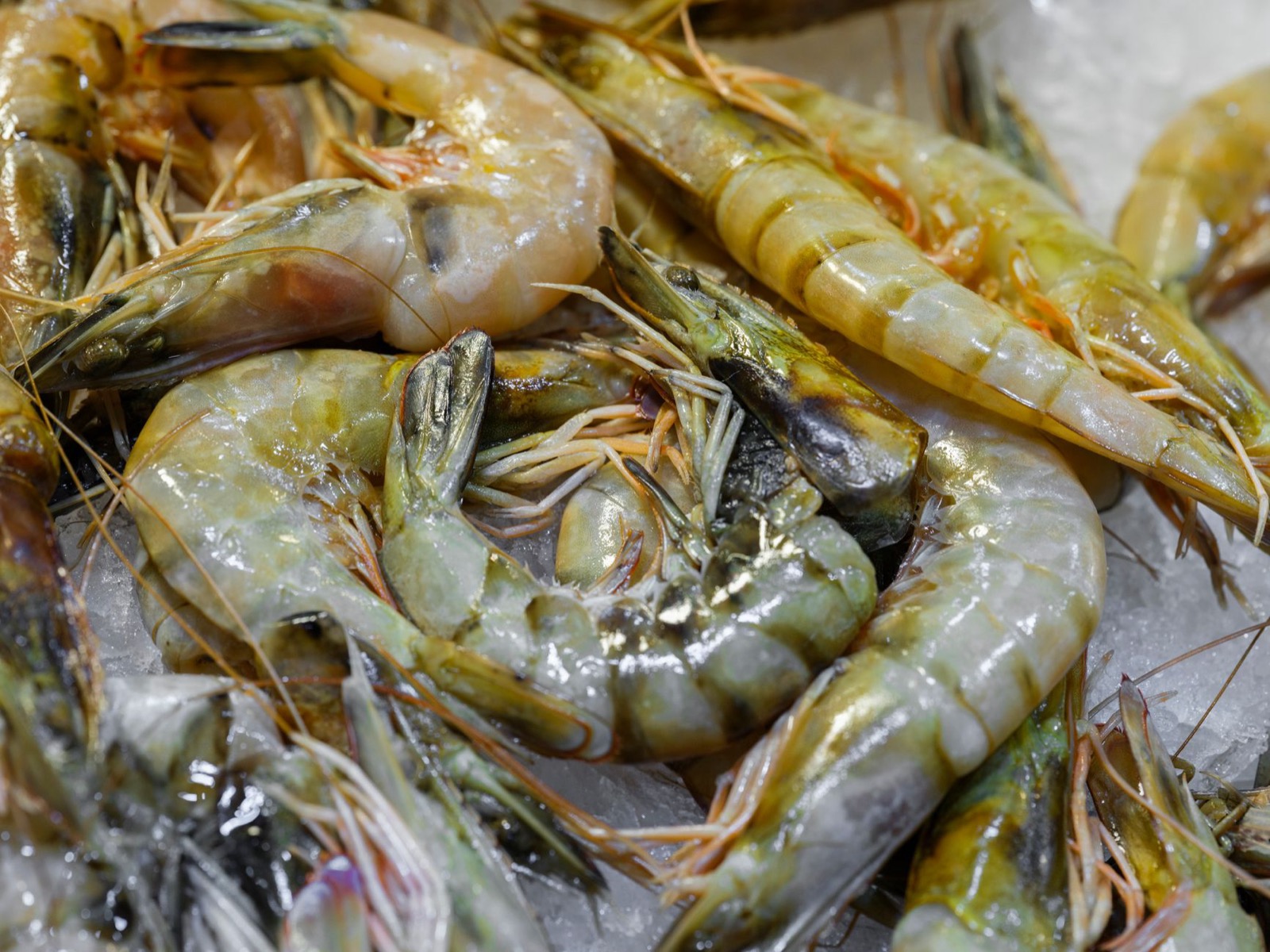 Raw prawns piled on crushed ice at a fish counter