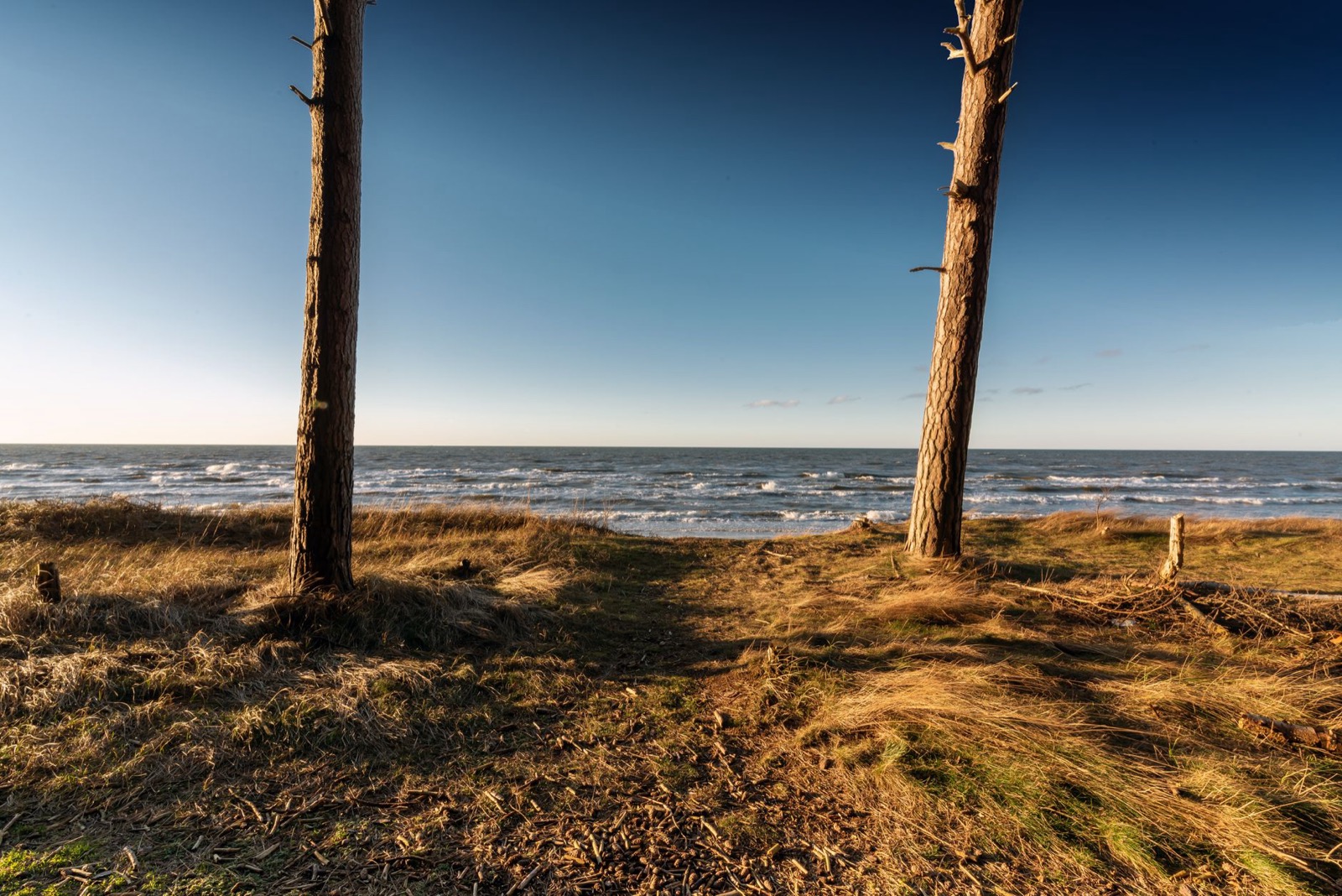 Pine trunks on a grassy shore above the breaking waves of the Baltic