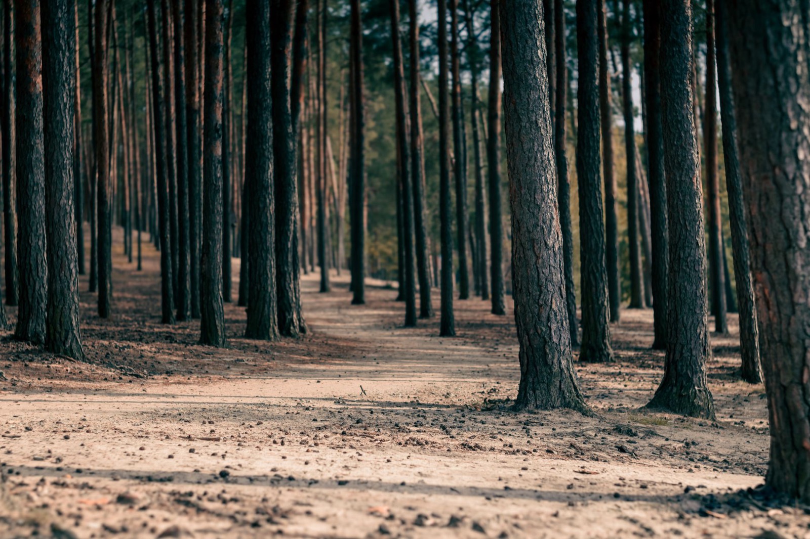 A sandy track running into a dense Polish pine forest