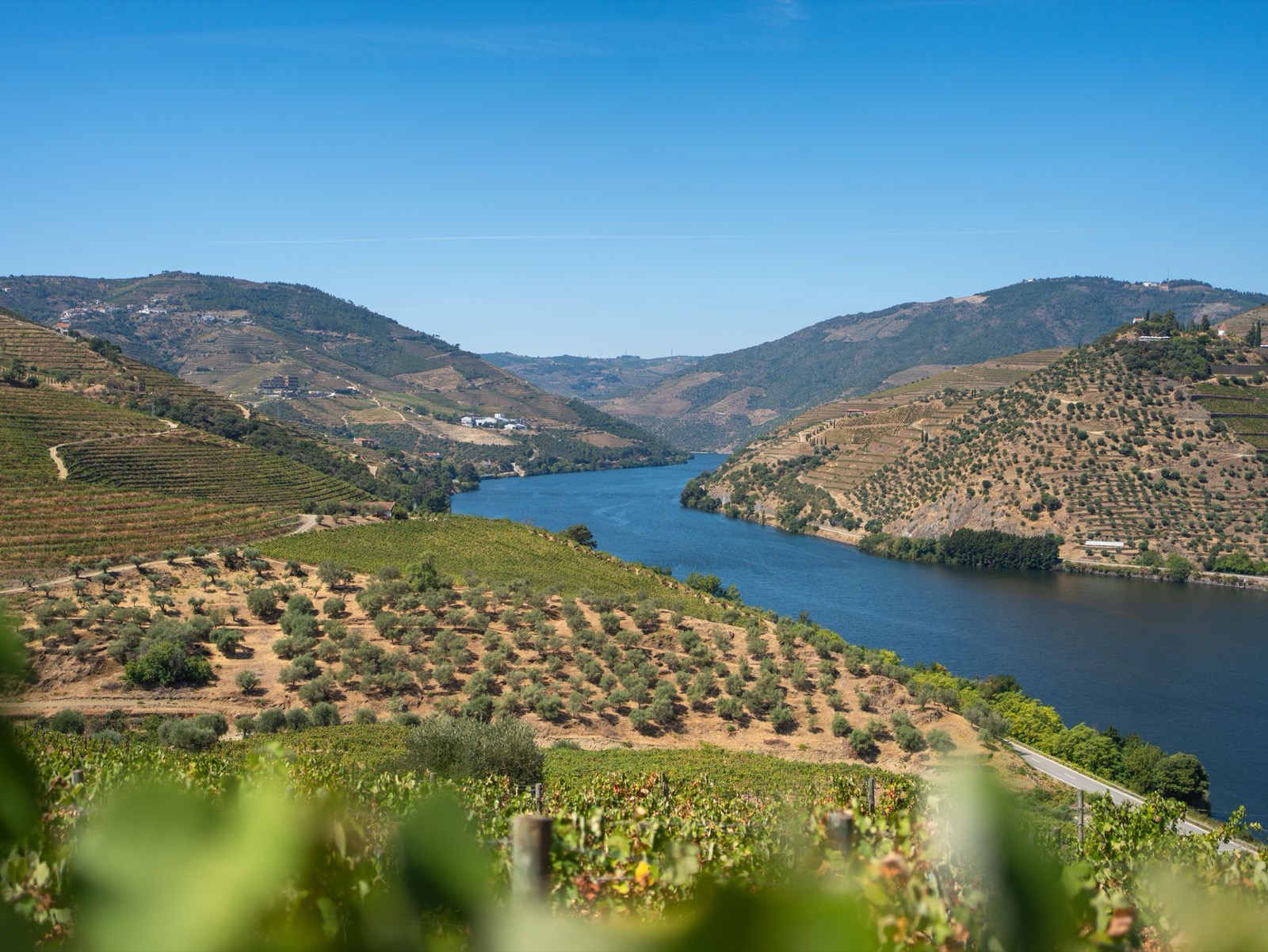 Terraced vineyards descending towards the Douro River