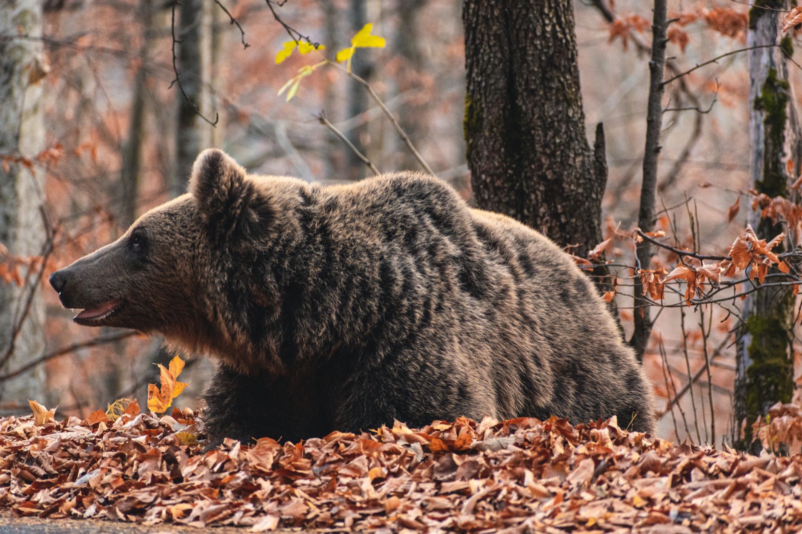 A brown bear in deep autumn leaf litter among bare beech trees