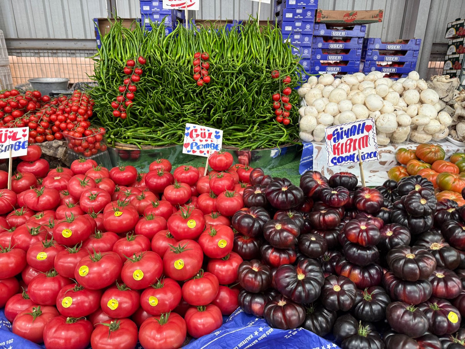 Heaps of red and dark tomatoes, green chillies and mushrooms on a market stall