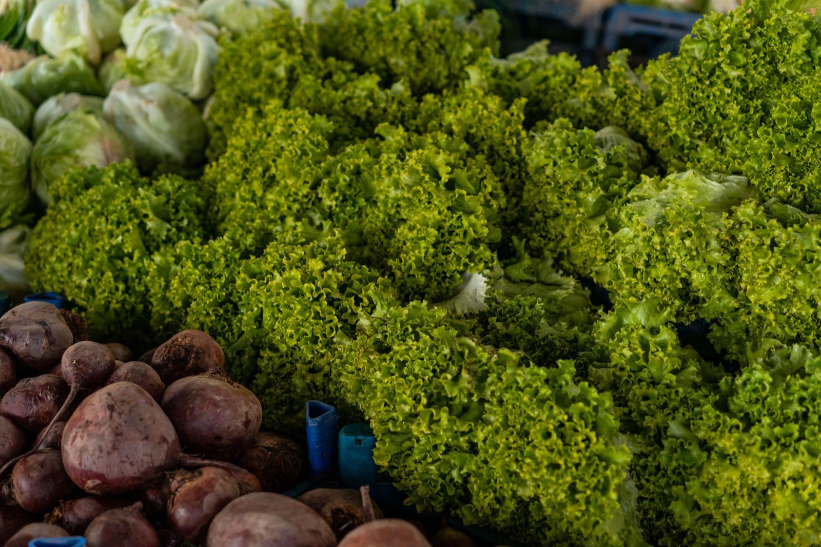 Heads of curly lettuce, cabbage and beetroot heaped on a market stall