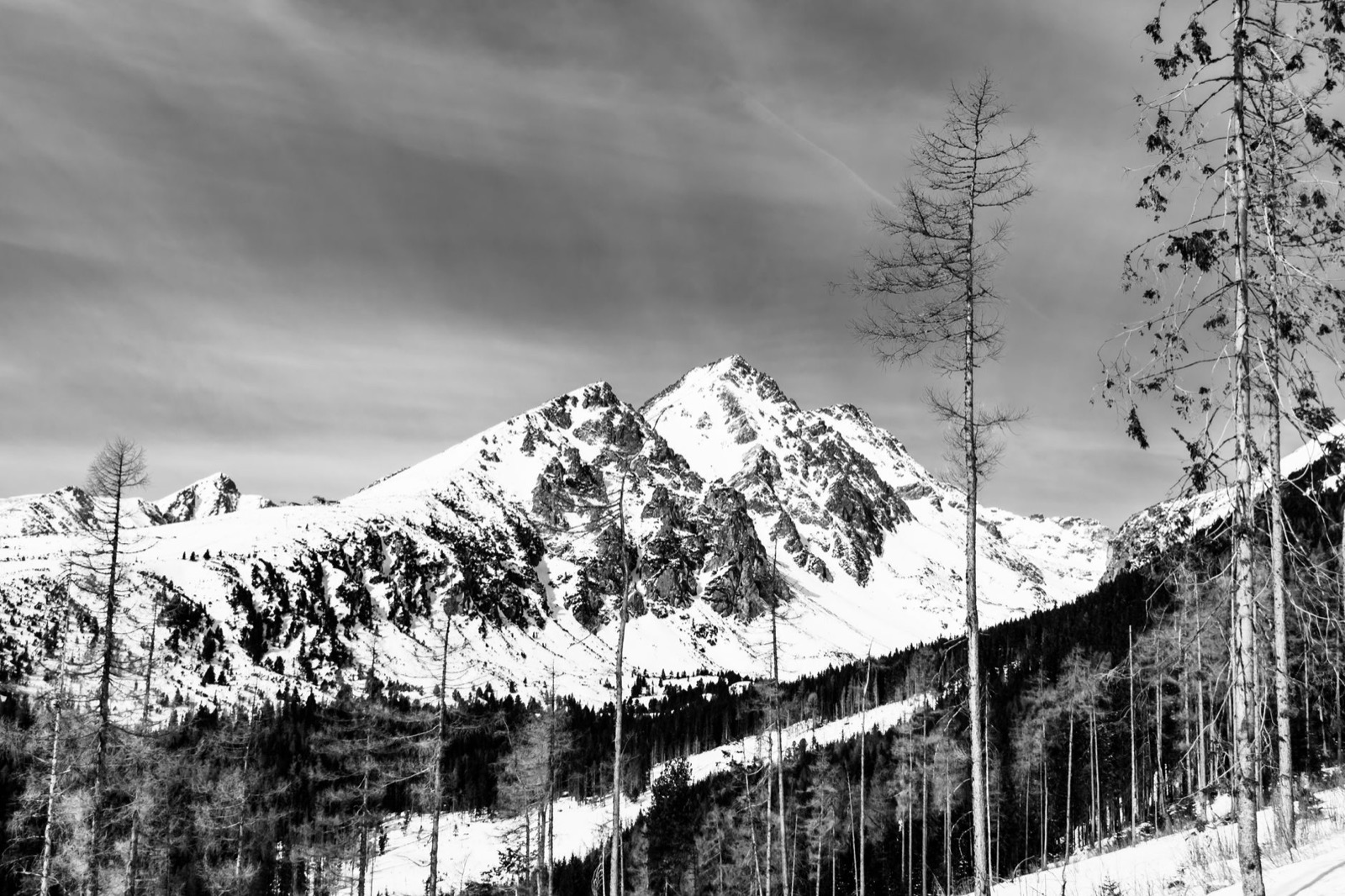 A black and white view of a snow-covered Tatra peak above bare larch trees