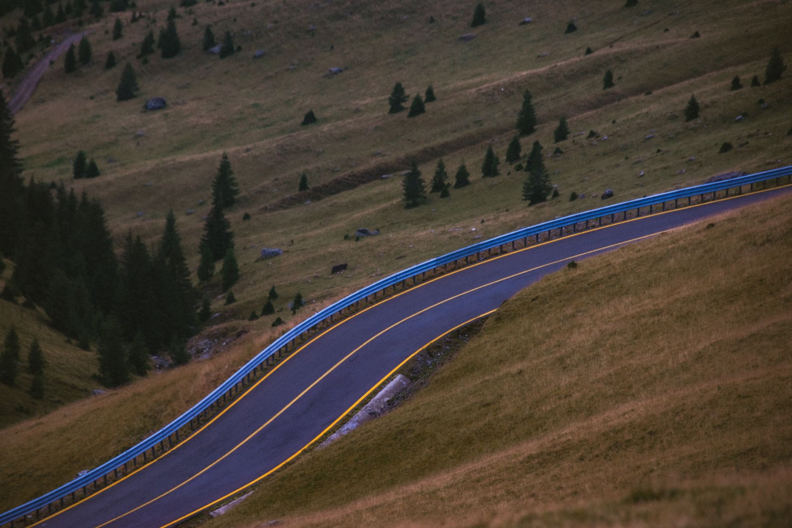 A curving mountain road with a blue crash barrier crossing an open grassy slope with scattered conifers