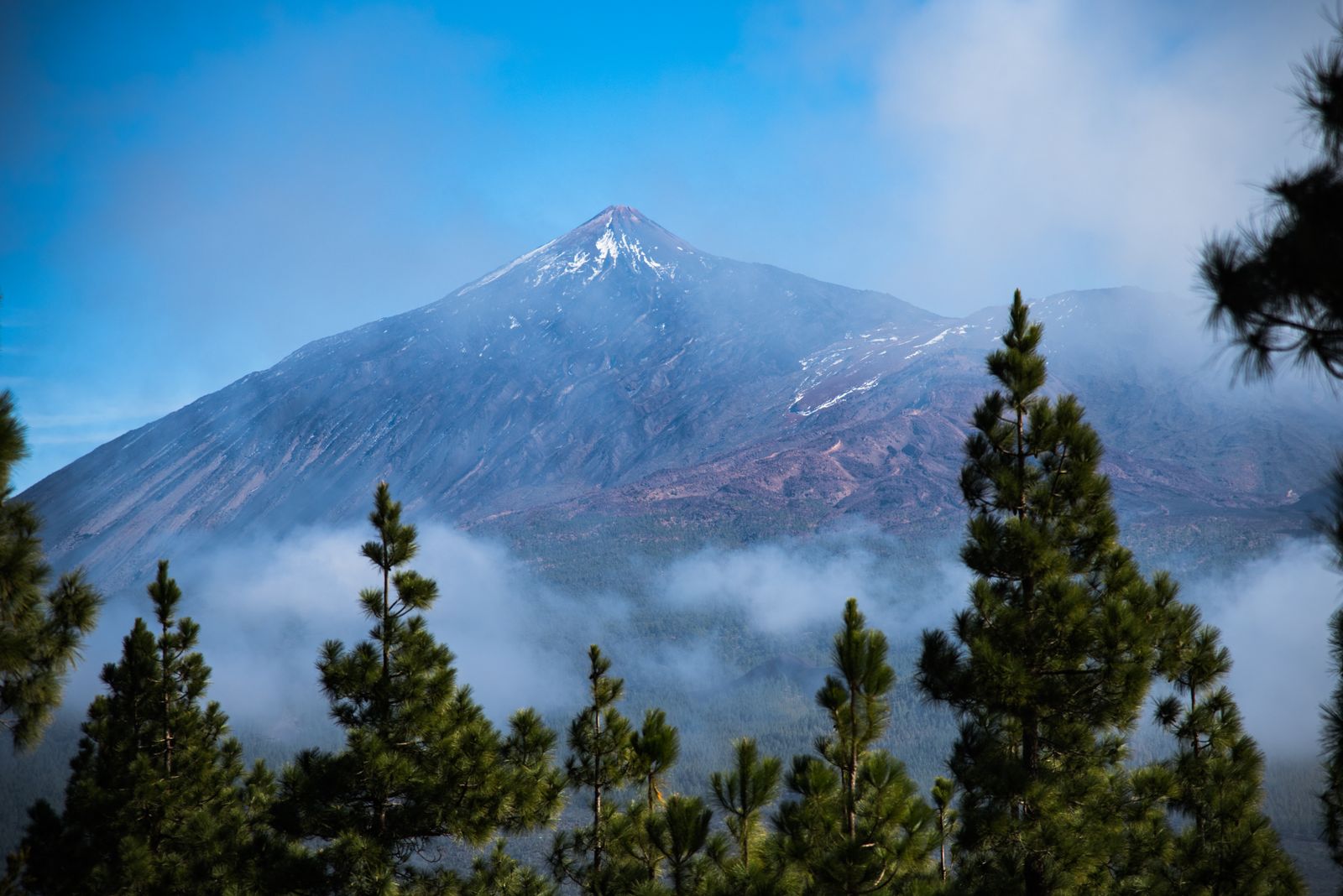 Mount Teide rising above pine forest in Tenerife
