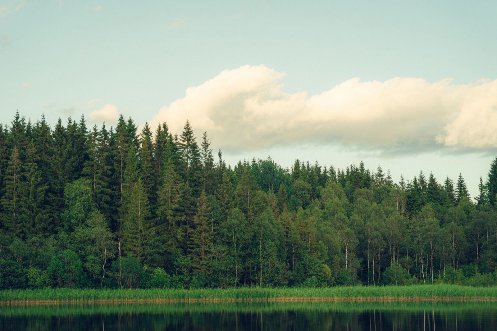Spruce and birch forest along the far shore of a still lake under a summer sky