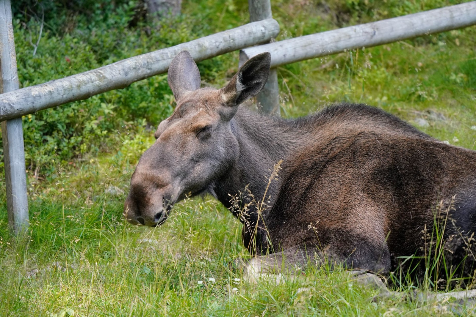 A moose cow lying in long grass beside a wooden rail fence