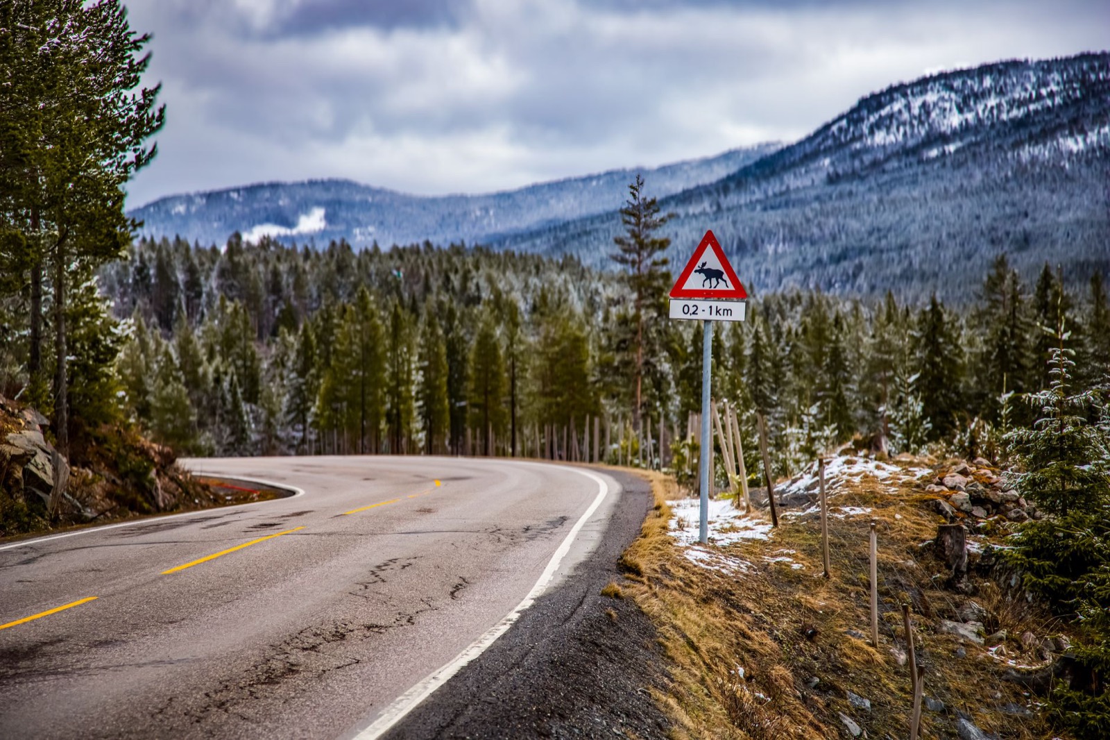 An empty road curving through conifer forest past an elk warning sign at the verge