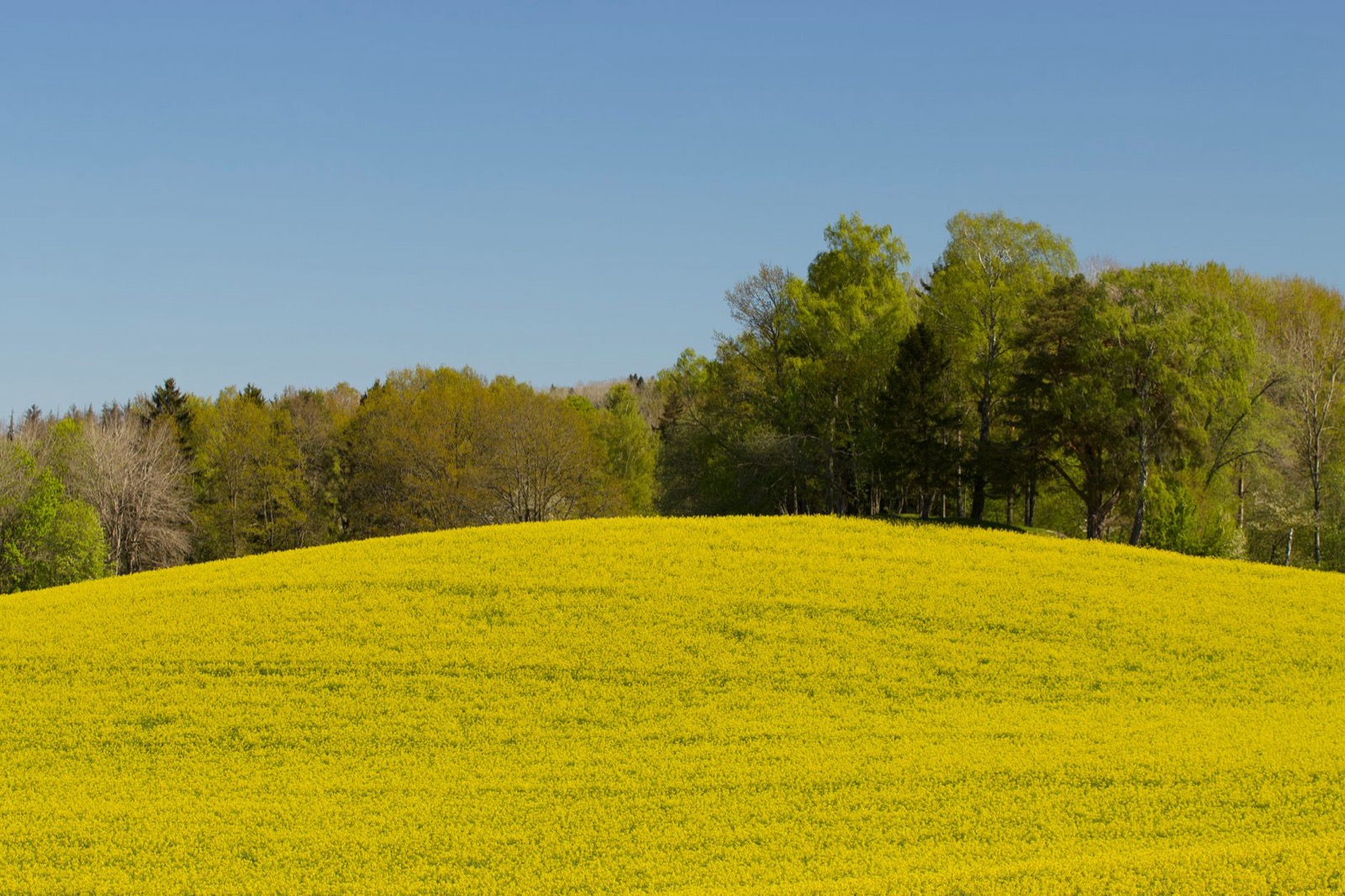 A hill of flowering rapeseed below a line of trees under a clear blue sky