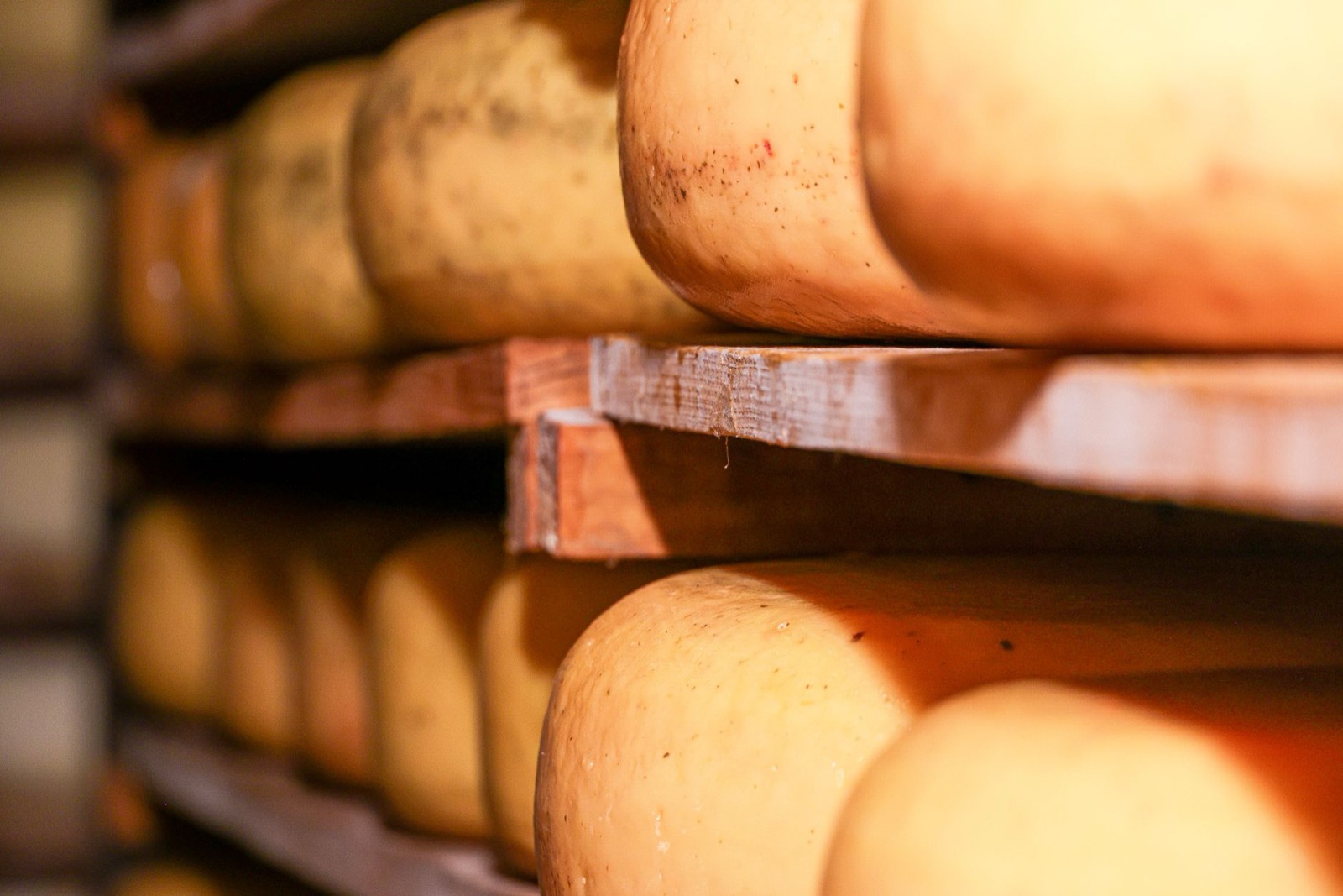 Stacked wheels of alpine cheese maturing on wooden shelves in a cellar