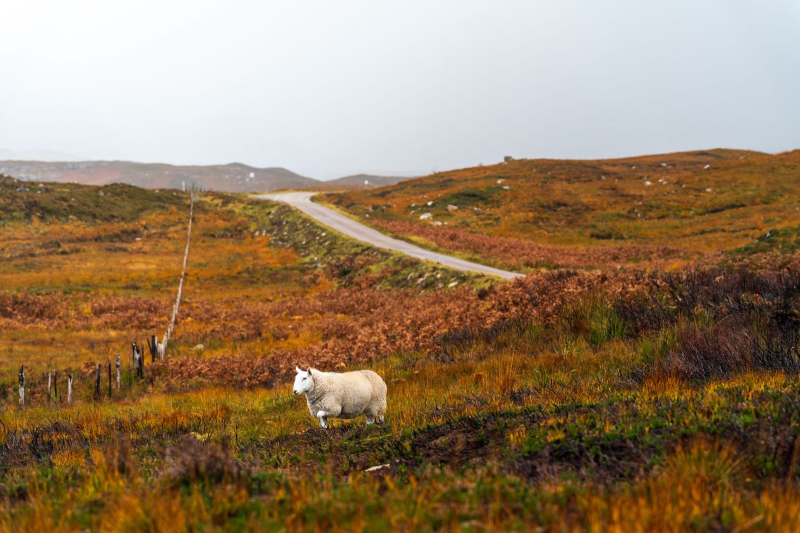 A narrow single track road with a passing place sign running across open moorland